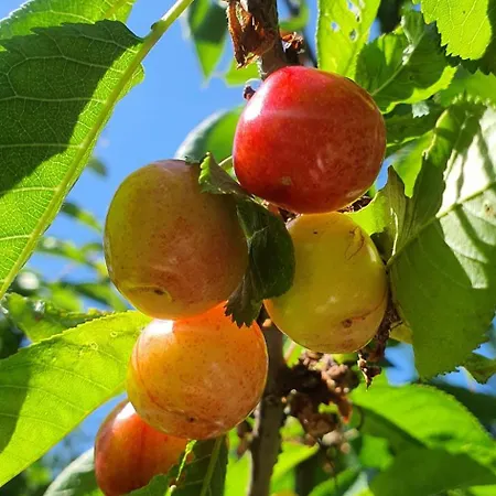 Hello Disneyland Paris Сasa de vacaciones *