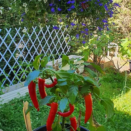 Hello Disneyland Paris Bussy-Saint-Georges